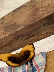 Cymothoe hypatha hypatha