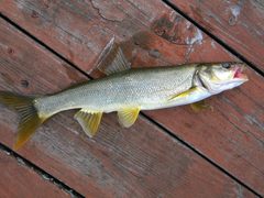 Ptychocheilus oregonensis