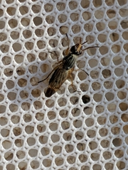 Dorycera