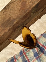 Cymothoe hypatha hypatha