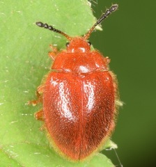 Stenotarsus blatchleyi