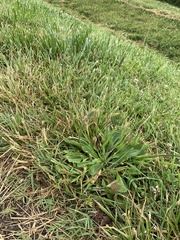 Plantago lanceolata