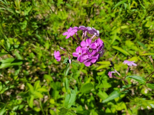 Image of wideflower phlox by (c) Elias, some rights reserved (CC BY)