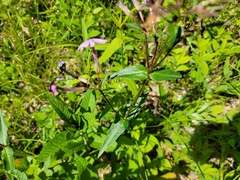 Phlox ovata