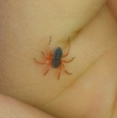 Trachelopachys