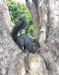Sciurus aureogaster