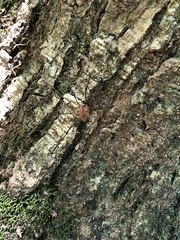Leiobunum calcar