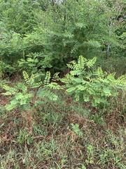 Robinia pseudoacacia
