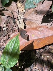 Euriphene
