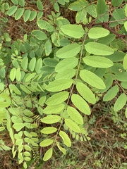 Robinia pseudoacacia