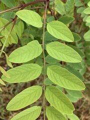 Robinia pseudoacacia