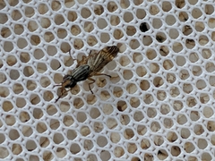 Dorycera