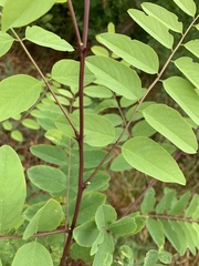 Robinia pseudoacacia