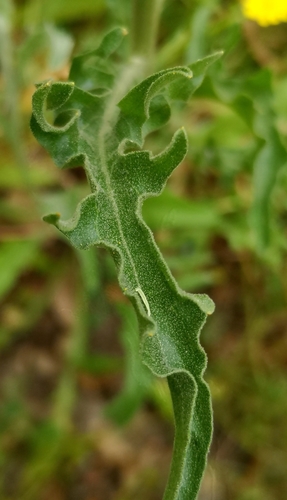Common Andryala