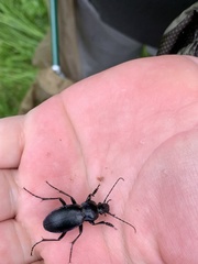 Carabus scheidleri