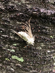 Akanthomyces aculeatus