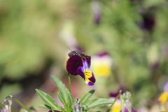 Episyron conterminus cressoni