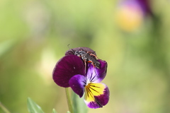 Episyron conterminus cressoni