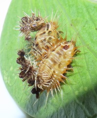 Aspidimorpha puncticosta