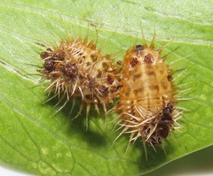 Aspidimorpha puncticosta