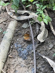 Euriphene
