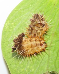 Aspidimorpha puncticosta