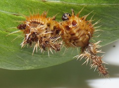 Aspidimorpha puncticosta