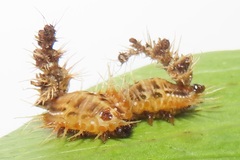 Aspidimorpha puncticosta