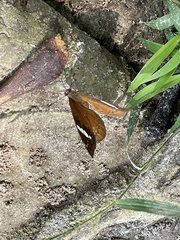 Euriphene