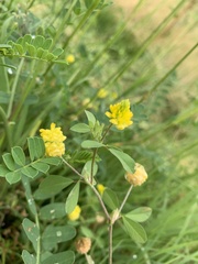 Trifolium campestre