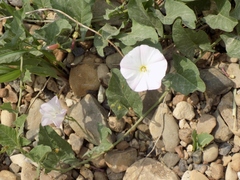 Convolvulus arvensis