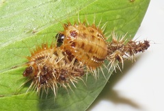 Aspidimorpha puncticosta