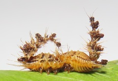 Aspidimorpha puncticosta