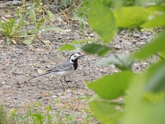 Motacilla alba