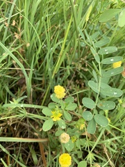 Trifolium campestre