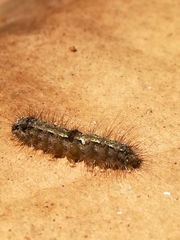 Eilema depressa
