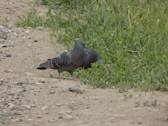 Columba livia domestica