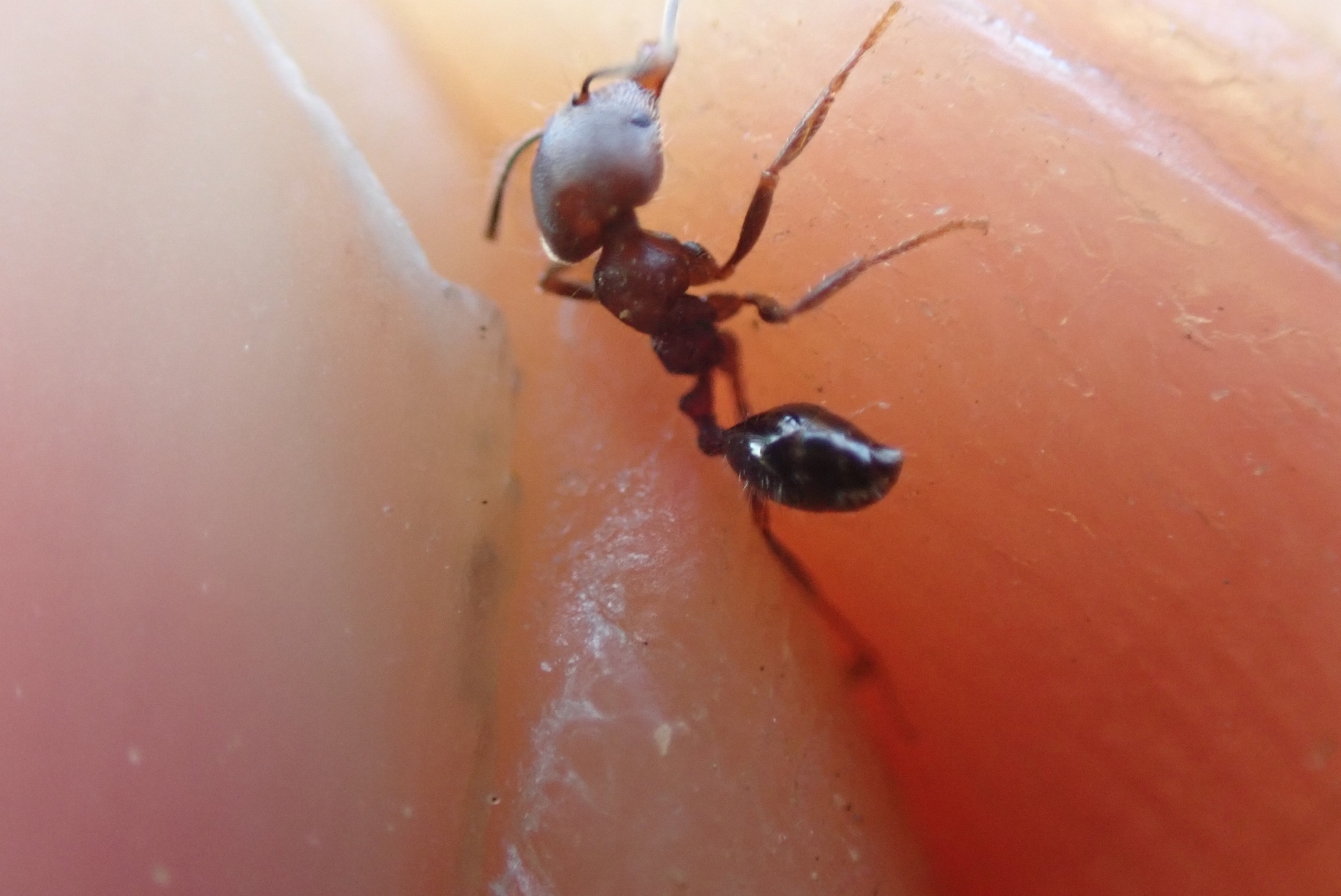 Trichomyrmex scabriceps