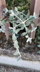 Teucrium fruticans