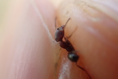 Trichomyrmex
