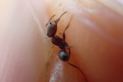 Trichomyrmex