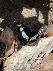 Pseudacraea lucretia
