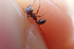 Trichomyrmex