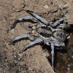 Lycosa praegrandis