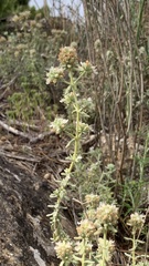Teucrium polium
