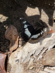 Pseudacraea lucretia