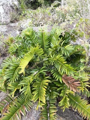 Encephalartos altensteinii