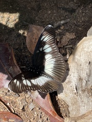 Pseudacraea lucretia