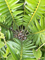 Encephalartos altensteinii