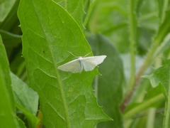 Idaea pallidata